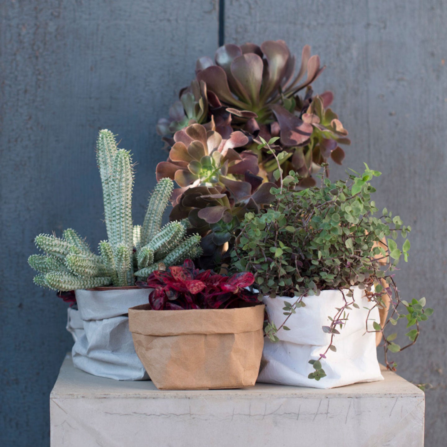 Sacchetto Bag Brown (Medium) שקית אחסון