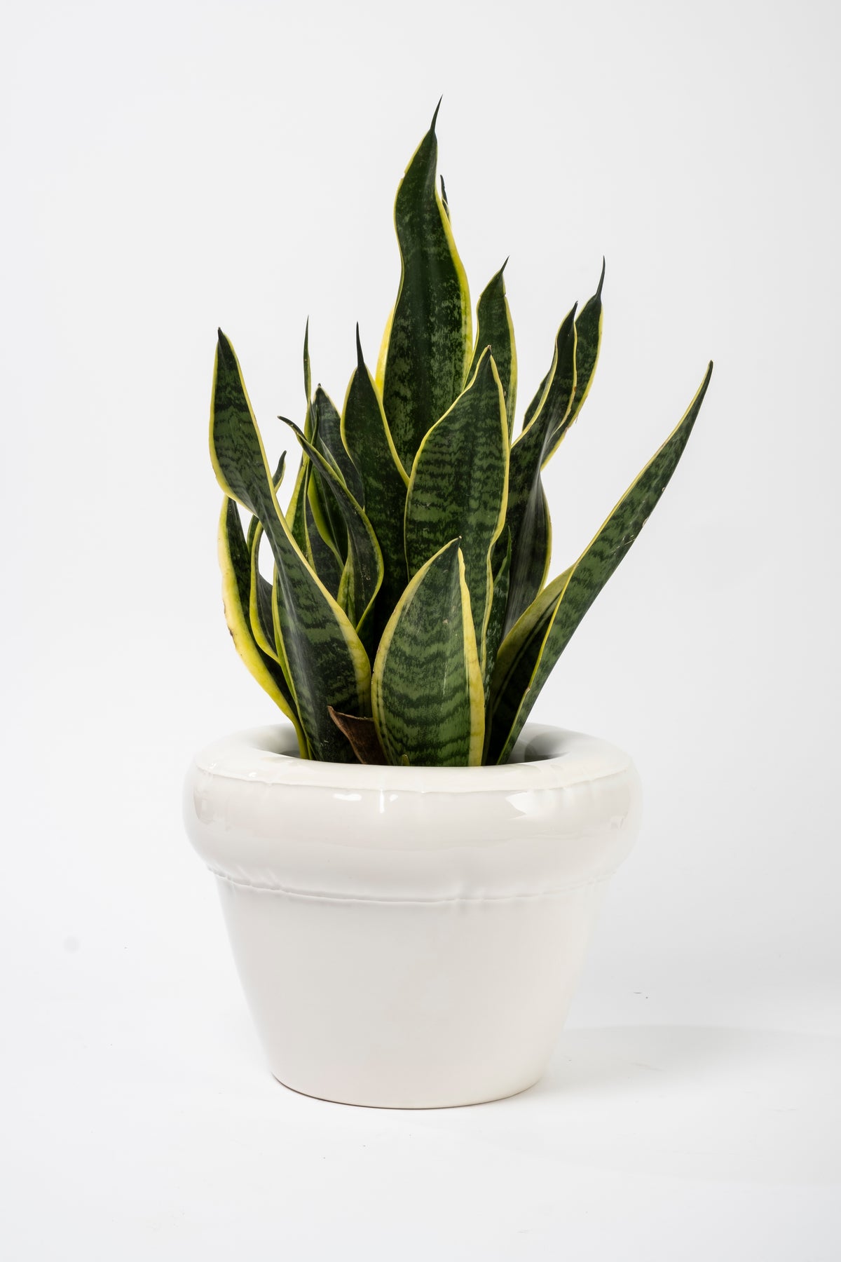 עציץ Planter Pierre Gloss White