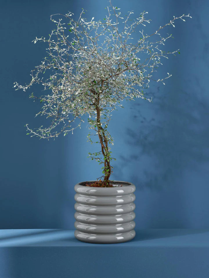 עציץ Loopy Planter Grey